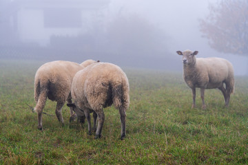 Schafe im Nebel zur Herbst Zeit
