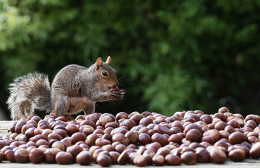 squirrel and nuts