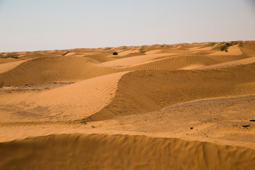 Fototapeta na wymiar Yellow and fine sand dune in the desert in Tunisia.