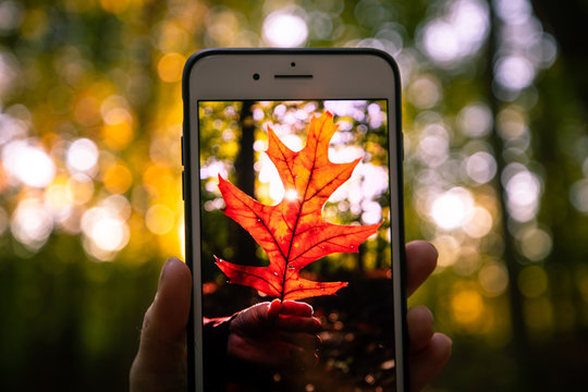 A hand holds a mobile phone and shows off a photo of a red leaf at sunset on a beautiful autumn day in a vast forest on the East Coast of the United States.
