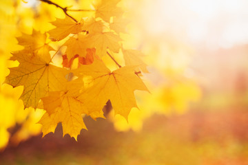 Beautiful atmospheric vibrant autumn background - blurry yellow-orange leaves