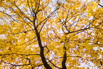 the top of the tree with yellow leaves against the blue sky, Sunny autumn day