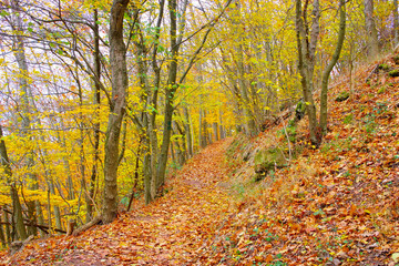 Pfälzer Wald im Herbst - in Palatinate Forest in autumn