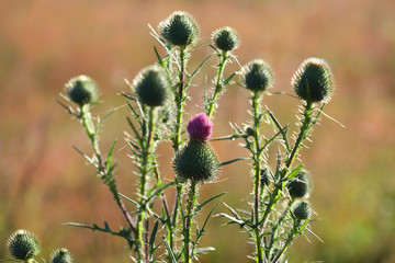 Cirsium vulgare on the dawn, selective focus
