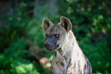 Fotobehang Hyena Portrait of a hyena looking at something  © amargevicius