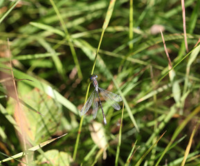 Blue-eyed dragonfly with brown body sitting on a green leaf, close-up, selective focus