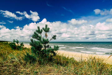 Fototapeta na wymiar Baltic sea. Beautiful landscape. View of coastline.