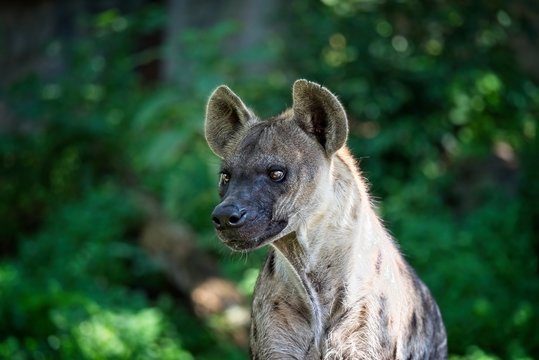 Portrait of a hyena looking at something