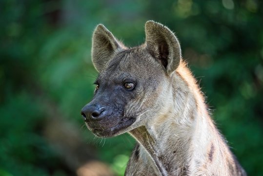 Portrait of a hyena looking at something