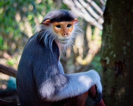 Portrait of a beautiful red-shanked douc langur