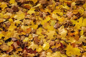 the ground is strewn with yellow leaves, autumn