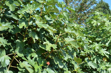 Green fig tree with leaves and fruits in a garden in a sunny summer day
