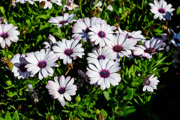 Top view of white Osteospermum flowers, commonly known as daisybushes or African daisies, in a garden in a sunny summer day