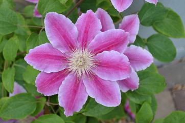 Fototapeta premium Close up of one light purple clematis flower in a sunny spring garden, top view