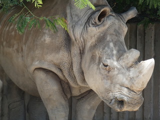 Fototapeta premium Rhino
