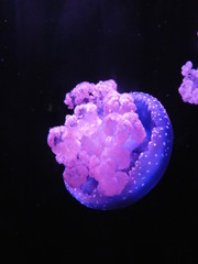 jellyfish © JoseIgnacio