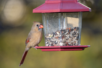 Female northern cardinal at feeding station