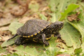 frisch geschlüpfte Europäische Sumpfschildkröte, Emys orbicularis.