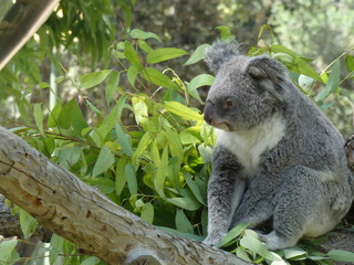 koala