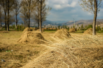 Fototapeta na wymiar Rural landscape with straw