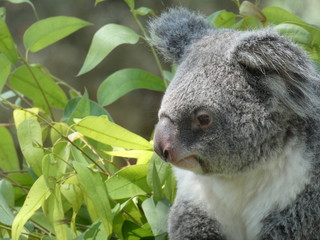 koala