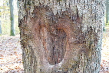 Heart shaped hollow, Tree bark background, Natural wood texture, Love
