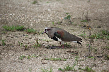 southern lapwing bird