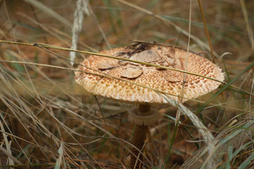 Toadstool in the grass in forest. Toxic mushroom
