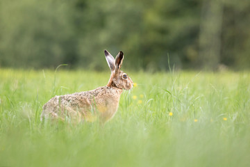 Brown hare sitting in a grass. Wild brown hare with big ears. Close up of brown hare. European hare (Lepus europaeus) sits on the field and eat the grain.