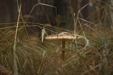Toadstool. A lonely mushroom in a dark forest
