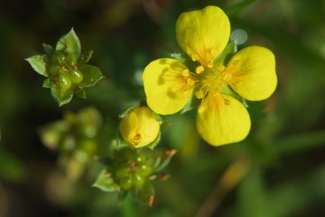 Bright yellow galangal flower with bud