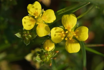 Bright yellow galangal flowers with bud
