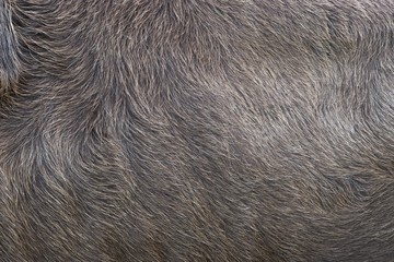 Hell braun cow skin texture