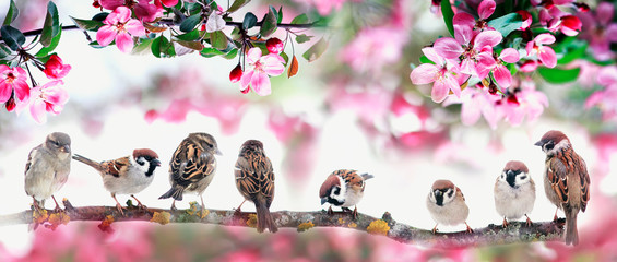  flock of cute bird sparrows are sitting on among the pink blossoming Apple tree branches in the may garden on a Sunny day