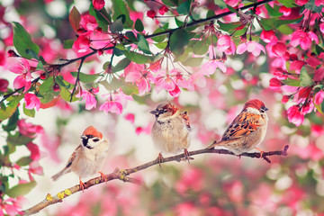 three cute bird sparrows sitting on among pink blossoming Apple tree branches in may garden on Sunny day