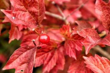 Red autumn leaves and red berries