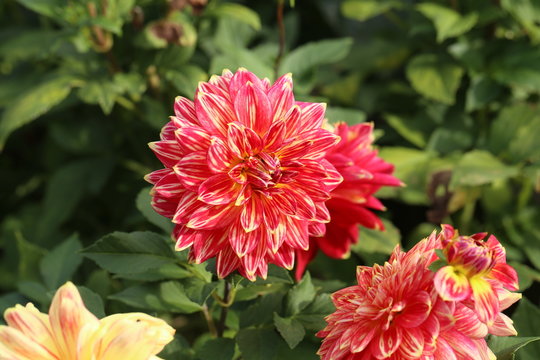 Magenta Color Dalia Flower In The Park
