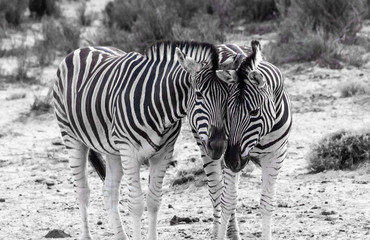 Fototapeta na wymiar Loving Zebras