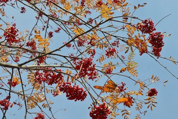 Beautiful autumn landscape. Mountain ash with yellow leaves