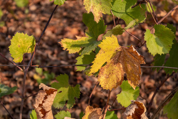 Yellow-Brown Autumn Grape Vine Leaf on Branch