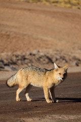 Fototapeta premium red fox in desert