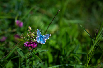 blue butterfly on a flower