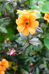 Obraz premium Dahlie