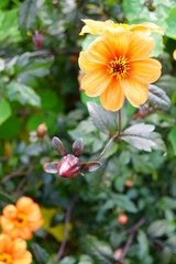 Obraz premium Dahlie