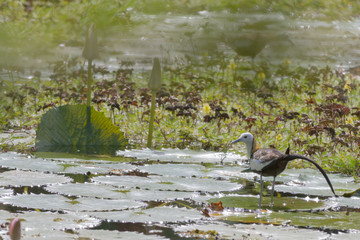 Pheasant Jacana