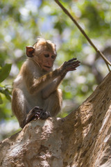Baby Toque Macaque