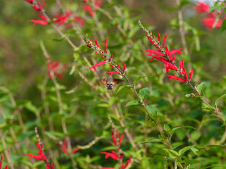 Macroglossum stellatarum | Hummingbird hawk-moth actively feed on flower nectar 