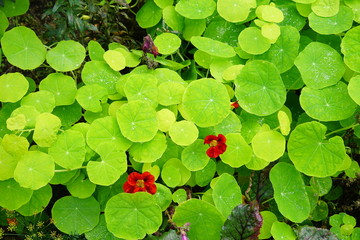 rote Kapuzinerkresse,nasturtium red © Malia
