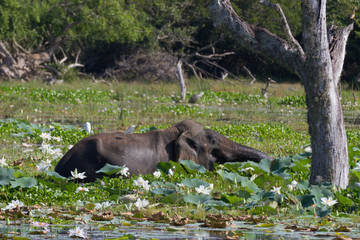 Elephant eating Lillies