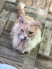cat in front of wall